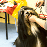 Jak wybrać idealny salon pielęgnacji psów dla Twojego pupila?
