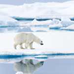 Jak polary odblaskowe pomagają w zwiększeniu widoczności?