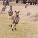 Kangury - mistrzowie skoków zamieszkujący Australię