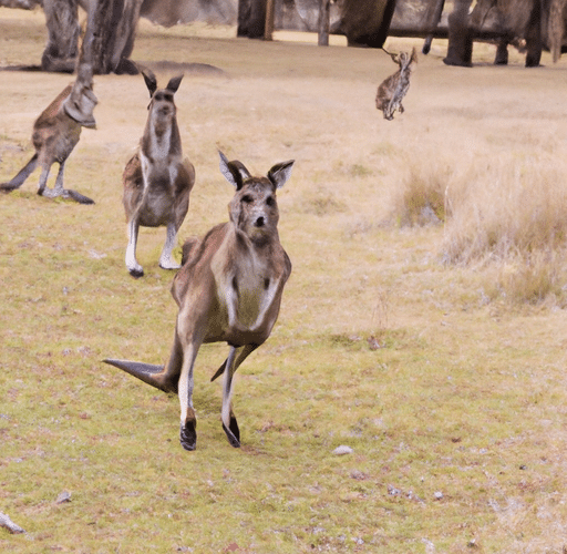 Kangury – mistrzowie skoków zamieszkujący Australię