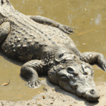 Coccodrillo - tajemniczy świat krokodyli: odkrywamy fascynujące fakty