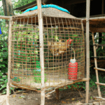 Kurnik – idealne miejsce dla nowoczesnej pasji hodowli kur domowych